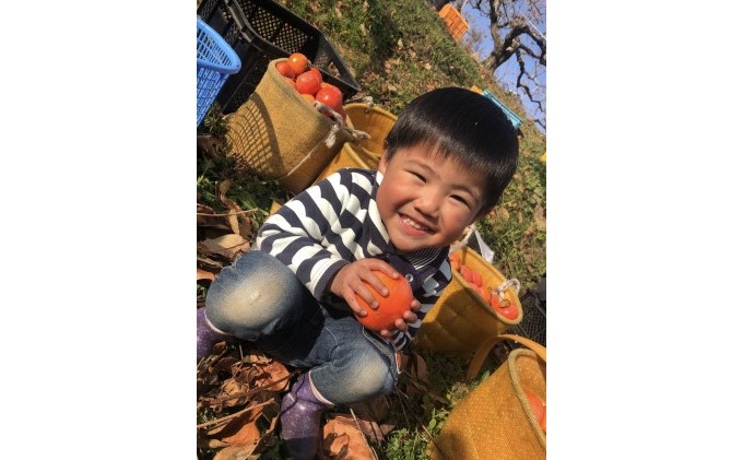 柿 冷蔵 富有柿 Lサイズ  9～11玉入り かき カキ 果物 くだもの フルーツ 配送不可 離島 