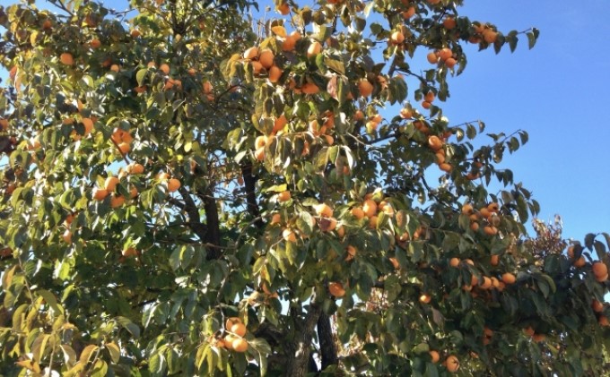 柿 冷蔵 富有柿 Lサイズ  9～11玉入り かき カキ 果物 くだもの フルーツ 配送不可 離島 