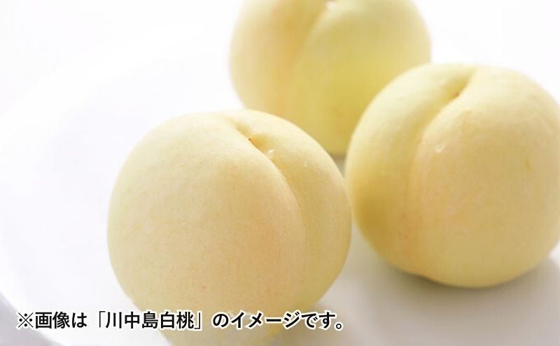 桃 2026年 先行予約 岡山の桃（晩生種）約1.5kg 4～6玉 もも モモ 岡山県産 国産 フルーツ 果物 ギフト 横木農園 スイーツ 