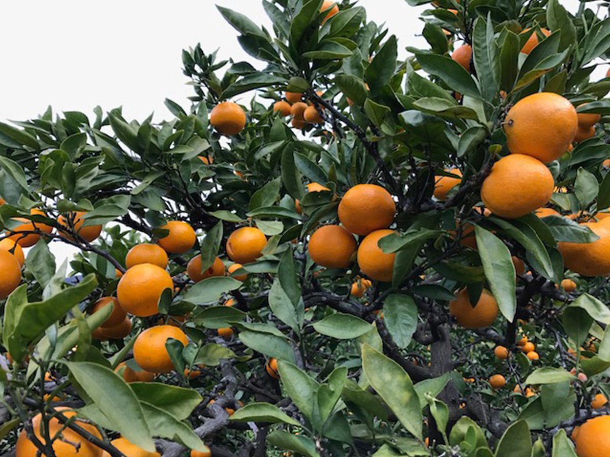 ZF6052n_≪年内発送≫ちょっと傷あり【完熟早生・有田みかん】SまたはSSサイズ／約5kg