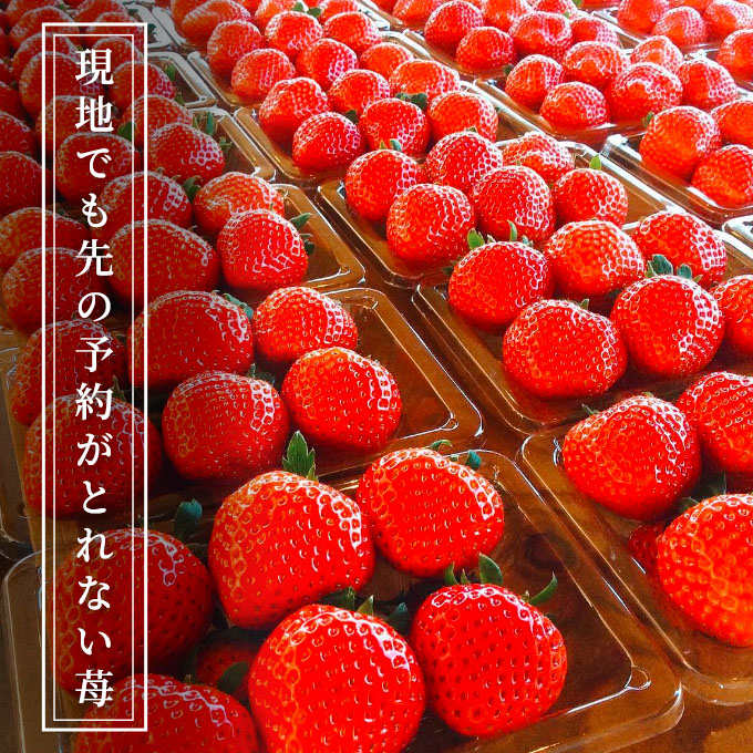 空浮いちご 4パック「北海道・沖縄・離島へのお届け不可」 果物 フルーツ 香川県産 ハウス育ち デザート おやつ 食後 お菓子作り ケーキ作り 