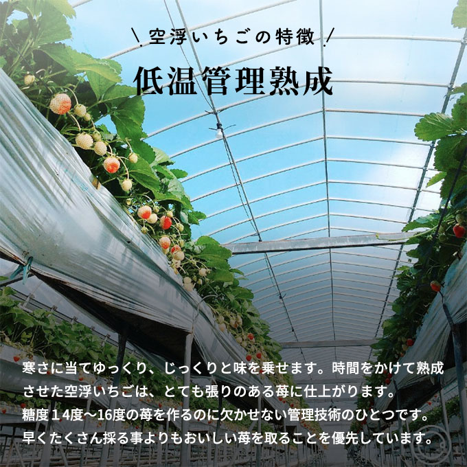 空浮いちご 4パック「北海道・沖縄・離島へのお届け不可」 果物 フルーツ 香川県産 ハウス育ち デザート おやつ 食後 お菓子作り ケーキ作り 