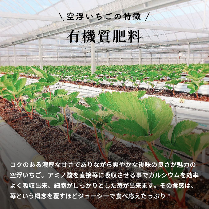空浮いちご 4パック「北海道・沖縄・離島へのお届け不可」 果物 フルーツ 香川県産 ハウス育ち デザート おやつ 食後 お菓子作り ケーキ作り 