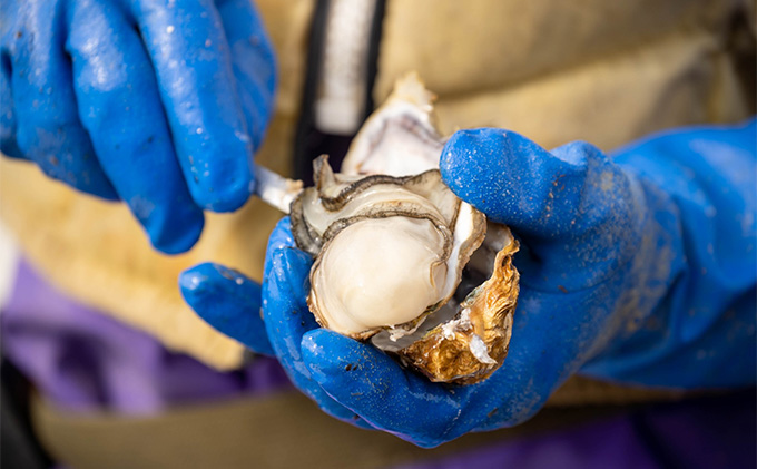 先行予約 北海道 オホーツク サロマ湖産 殻付き カキ 生食可 1.5kg 牡蠣職人厳選 牡蠣 国産 貝付き 魚貝類 生牡蠣 ノロウイルス検査実施 海のミルク 海鮮 海の幸 つまみ 晩酌 お酒のあて 