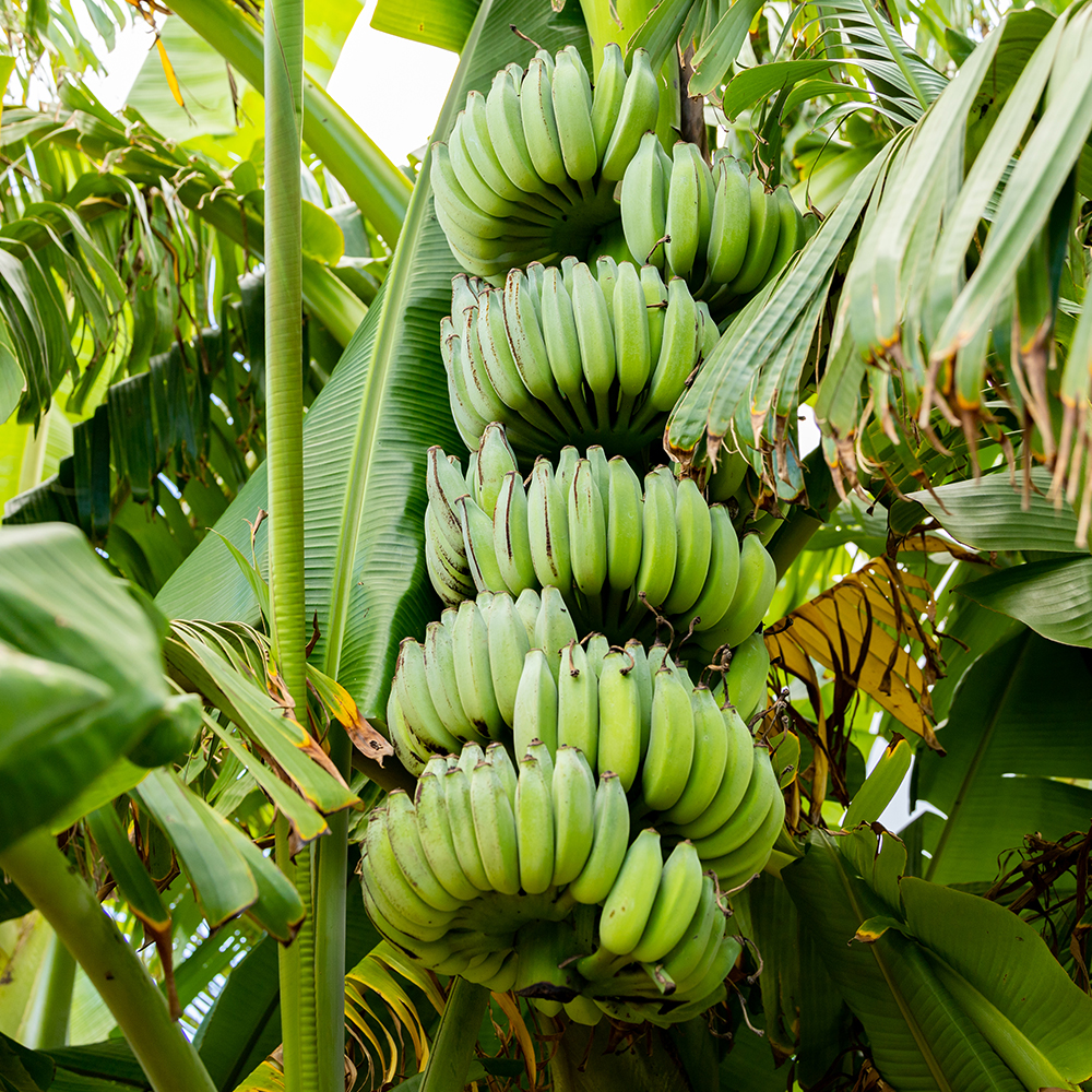 希少】甘さ濃厚もっちりアップルバナナ3kg / 沖縄県南風原町 | セゾン