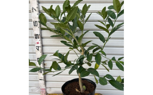 SPF001　フルーツの木 種なしレモン シェルピニ苗木 柑橘 柑橘苗木 果樹苗木 自家栽培 ガーデニング 家庭菜園 ベランダ栽培 ライムとレモンの香り ヒマラヤン ライムレモン 高知県 芸西村 故郷納税 返礼品 檸檬 lemon 土佐 果物 かんきつ類