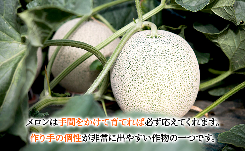 北海道富良野市のふるさと納税 【2026年7～9月連続お届け】メロン 好き必見！ ふらの 赤肉 メロン3種 贅沢 定期便 北海道 富良野市 食べ比べ  (松本農園) メロン フルーツ 果物 新鮮 甘い 贈り物 ギフト 道産 ジューシー おやつ ふらの ブランド 夏