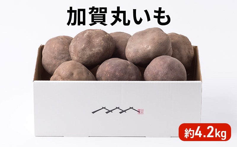 令和7年度産 加賀丸いも 4.2kg 