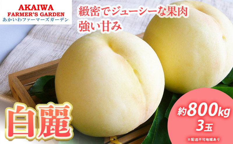 桃 2025年 先行予約 白桃 白麗 約800g 3玉 もも 岡山県 赤磐市産 フルーツ 果物 あかいわファーマーズガーデン 果物類 