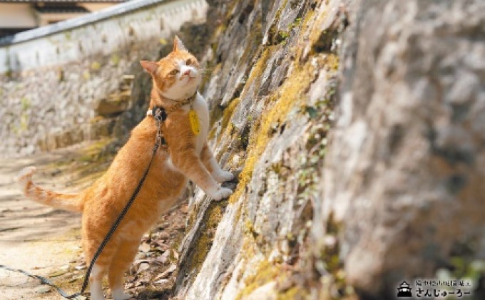 備中松山城 猫 城主『さんじゅーろー』ポストカード 10枚セット 雑貨 文房具 猫グッズ 
