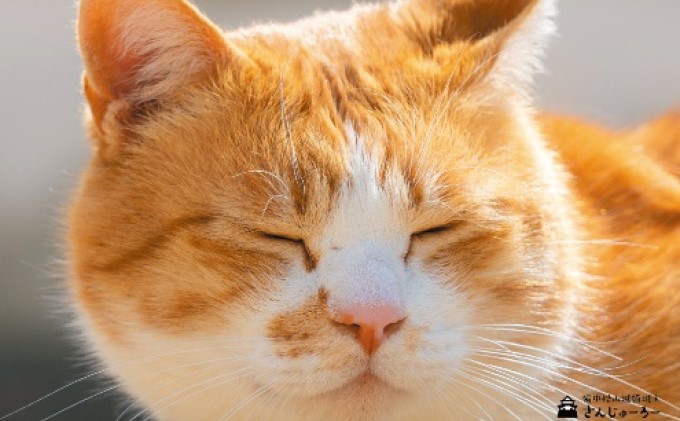 備中松山城 猫 城主『さんじゅーろー』ポストカード 10枚セット 雑貨 文房具 猫グッズ 