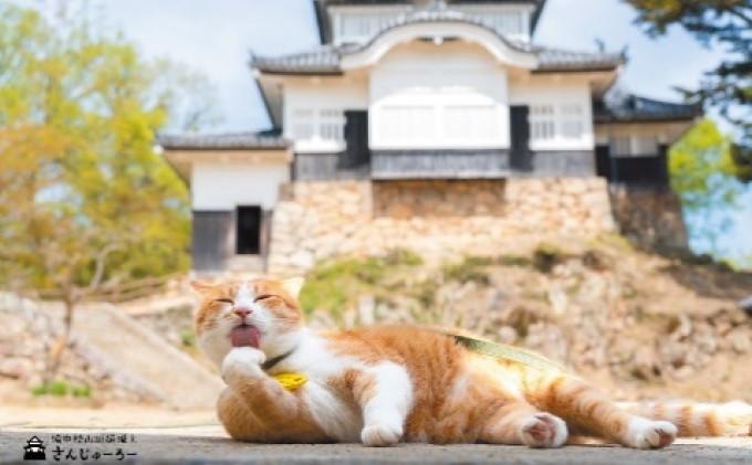 備中松山城 猫 城主『さんじゅーろー』ポストカード 10枚セット 雑貨 文房具 猫グッズ 