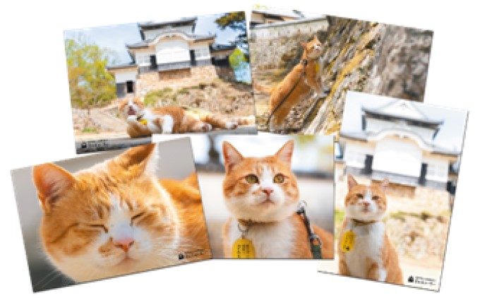 備中松山城 猫 城主『さんじゅーろー』ポストカード 10枚セット 雑貨 文房具 猫グッズ 