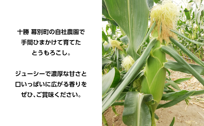 北海道幕別町のふるさと納税 とうもろこし 恵味ゴールド 10本「じゅんかん育ち」【十勝BISTRO下水道プロジェクト】北海道 十勝 幕別町 野菜