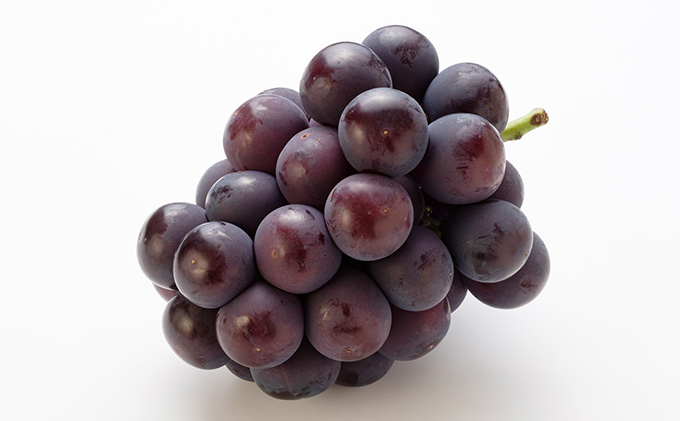 ぶどう 2026年 先行予約 オーロラ ブラック 1房 600g～700g 大粒 種無し ブドウ 葡萄 岡山県 赤磐市産 国産 フルーツ 果物 ギフト MAKANAファーマーズ 甘みが強い 香り高い デザート 