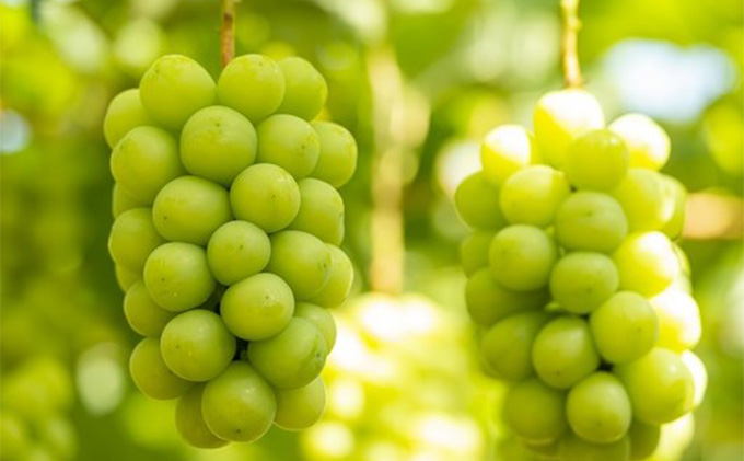 ぶどう 2026年 先行予約 シャイン マスカット 2房 （1房700g～800g） 大粒 種無し ブドウ 葡萄 岡山県 赤磐市産 国産 フルーツ 果物 ギフト MAKANAファーマーズ 種なし 皮ごと デザート 