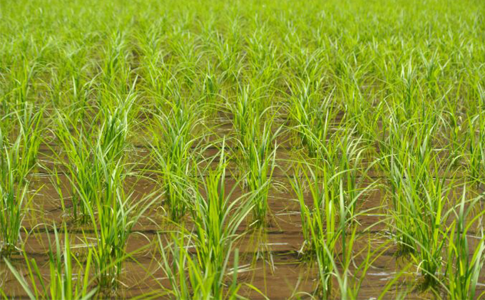 幻のお米ハツシモ 4.5kg 精米 白米 農薬 化学肥料不使用 甘み 型くずれしにくい 冷めてもおいしい お弁当 おにぎり 