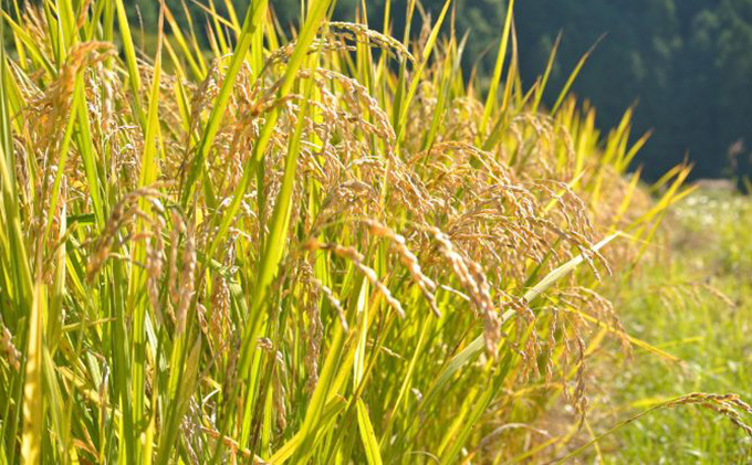 幻のお米ハツシモ 4.5kg 精米 白米 農薬 化学肥料不使用 甘み 型くずれしにくい 冷めてもおいしい お弁当 おにぎり 