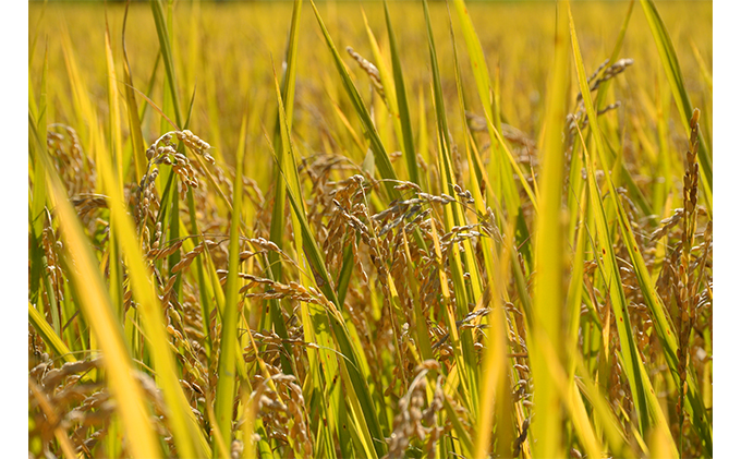 幻のお米ハツシモ 4.5kg 精米 白米 農薬 化学肥料不使用 甘み 型くずれしにくい 冷めてもおいしい お弁当 おにぎり 