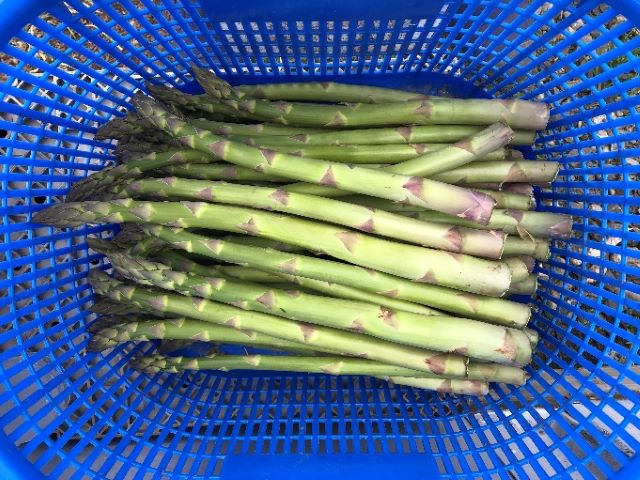 アスパラガス 先行予約 春アスパラガス 約1kg L～2L 約25本前後 厳選 マコト農園 アスパラ グリーンアスパラ 野菜 春 旬 旬の野菜 朝どれ 産地直送 2026年 2026 先行 予約 青森 冷蔵 冷蔵配送 5月6月発送