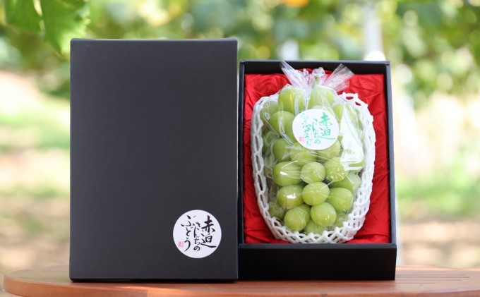 yRsz VC }XJbg 1[ 650gȏ  Ԃǂ t[c R sY Ԕ_ 2026N s\ ʕ fU[g  ō VN ˔ 