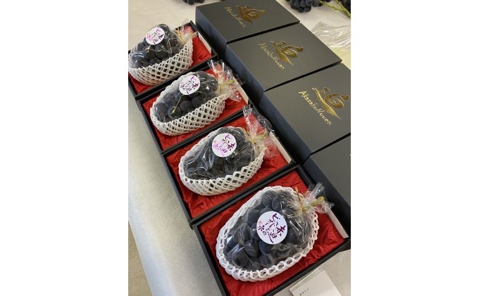 黒 ニュー ピオーネ 1房 650g以上 葡萄 ぶどう フルーツ 岡山 高梁市産 赤迫農園 2026年 先行予約 果物 デザート 愛情 最高 新鮮 桐箱入り 美味しい 