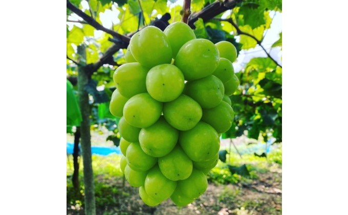 黒 シャイン マスカット 1房 650g以上 葡萄 ぶどう フルーツ 岡山 高梁市産 赤迫農園 2026年 先行予約 果物 デザート 愛情 最高 新鮮 桐箱入り 美味しい 