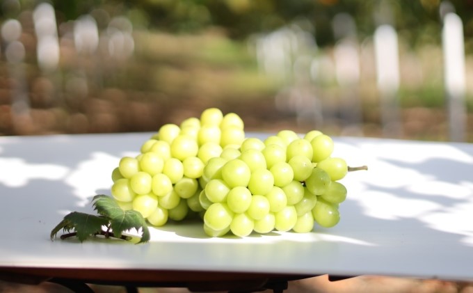 黒 シャイン マスカット 1房 650g以上 葡萄 ぶどう フルーツ 岡山 高梁市産 赤迫農園 2026年 先行予約 果物 デザート 愛情 最高 新鮮 桐箱入り 美味しい 