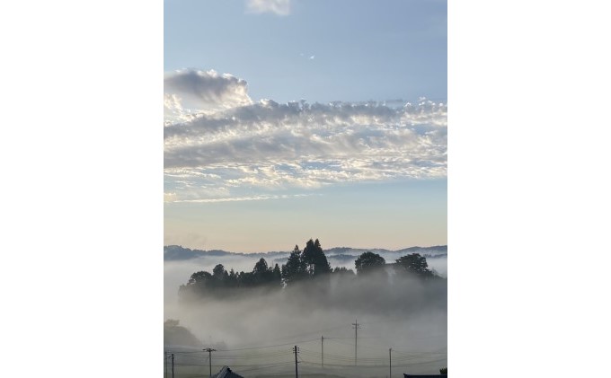 黒 ニュー ピオーネ 1房 650g以上 葡萄 ぶどう フルーツ 岡山 高梁市産 赤迫農園 2026年 先行予約 果物 デザート 愛情 最高 新鮮 桐箱入り 美味しい 