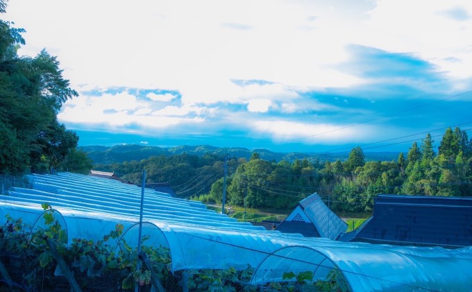 桐箱入 シャイン マスカット 1房 750g以上 葡萄 ぶどう フルーツ 岡山 高梁市産 赤迫農園 2026年 先行予約 果物 デザート 愛情 最高 新鮮 桐箱入り 美味しい 