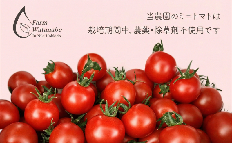先行受付【2026年産】ミニトマト ジュース (北海道 仁木町産 ミニトマト[エコスイート]100%) 1L×6本 無塩・無糖・保存料無添加【栽培期間中 農薬・化学肥料不使用 】 野菜飲料 ジュース トマト [Farm Watanabe]