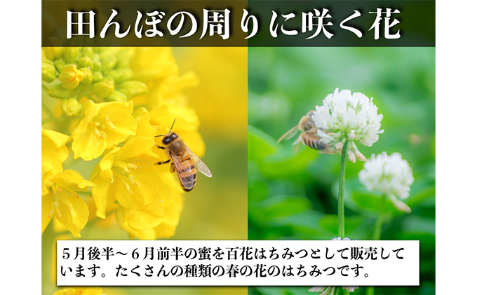 レンゲ はちみつ×1本 600gと 百花 はちみつ×1本 600g のセット 岡山県 瀬戸内市産 石黒農園 コク まろやか 爽やか 甘み 柔らかい味 フルーティー トンガリ容器入り ヨーグルト パン 砂糖の代わり 