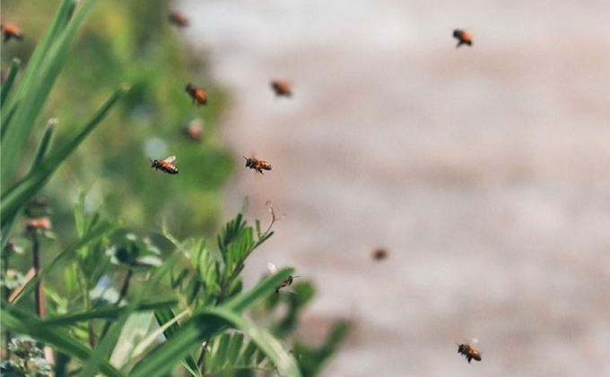 レンゲ 非加熱 はちみつ 1本 500g 岡山県 瀬戸内市産 石黒農園 ヨーグルト パン 砂糖の代わり レンゲハチミツ 生ハチミツ 非加熱のはちみつ 