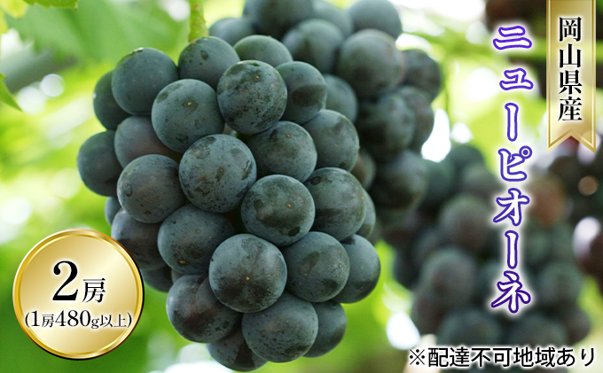 ぶどう 2026年 先行予約 ニュー ピオーネ 2房入り（1房 480g以上 ハウス栽培） ブドウ 葡萄  岡山県産 国産 フルーツ 果物 ギフト 岡山の葡萄 