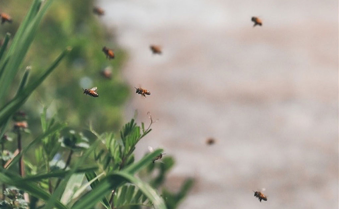 レンゲ はちみつ×1本 1.2kgと 百花 はちみつ×1本 1.2kg のセット 岡山県 瀬戸内市産 石黒農園 コク まろやか 爽やか 甘み 柔らかい味 フルーティー トンガリ容器入り ヨーグルト パン 砂糖の代わり 