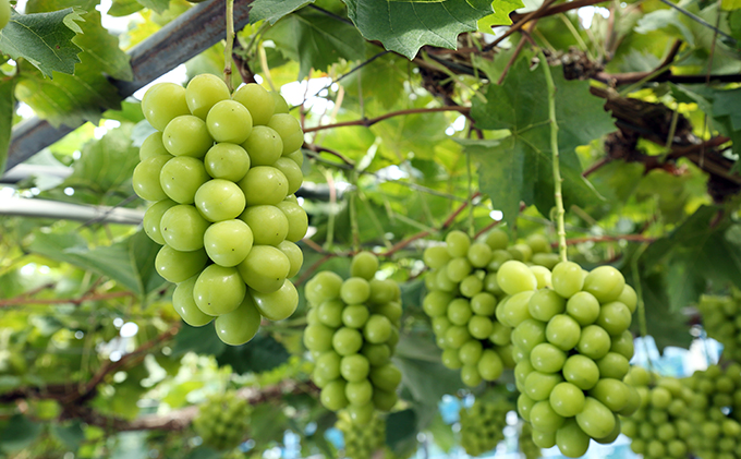 ぶどう 2026年 先行予約 シャイン マスカット 晴王 2房入り（1房 580g以上 露地栽培） ブドウ 葡萄  岡山県産 国産 フルーツ 果物 ギフト 岡山の葡萄 