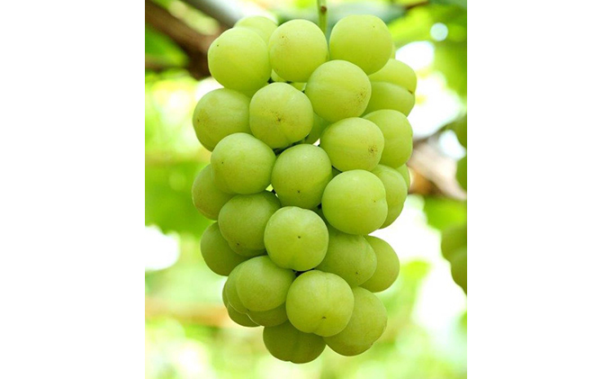 ぶどう 2026年 先行予約 桃太郎 ぶどう 2房（1房 480g以上 露地栽培）贈答用 ブドウ 葡萄  岡山県産 国産 フルーツ 果物 ギフト 岡山の葡萄 