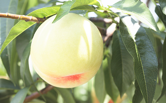 桃 2026年 先行予約 岡山 白桃 6玉 約1.5kg 等級：ロイヤル（1玉 240g以上） もも モモ 岡山県産 国産 フルーツ 果物 ギフト デザート 岡山の桃 