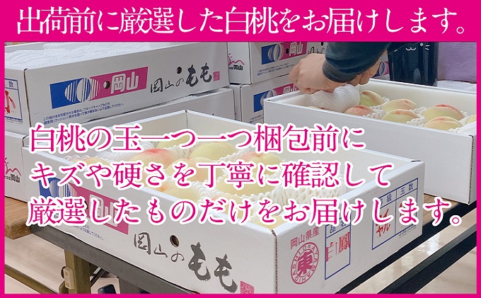 桃 2026年 先行予約 岡山の白桃 300g以上×6玉 白桃 旬 みずみずしい 晴れの国 おかやま 岡山県産 フルーツ王国 果物王国 デザート 岡山の桃 旬の桃 