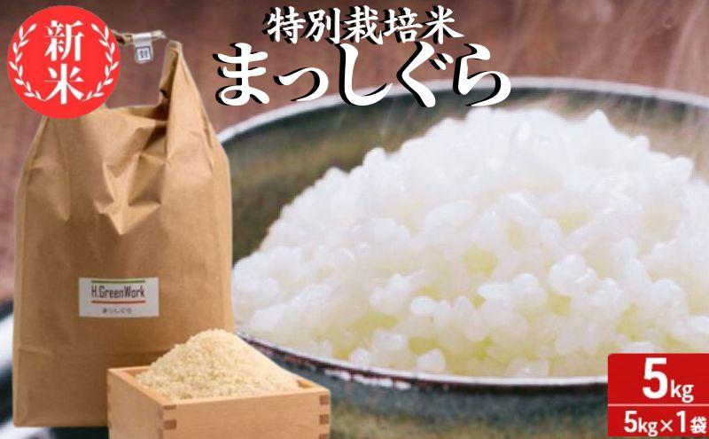 新米 令和6年産 まっしぐら 白米 5kg 1袋 米 精米 こめ お米 おこめ コメ ご飯 ごはん 令和6年 特別栽培米 H.GREENWORK 青森 青森県 鯵ヶ沢町 