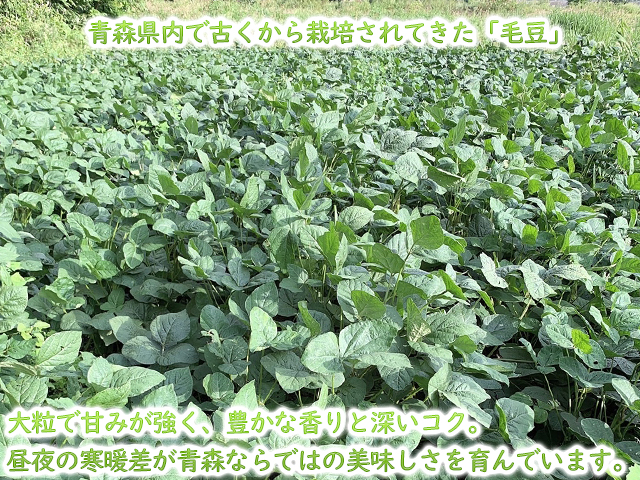 【 2026年産 数量限定 】青森の定番 毛豆 約1kg【9月発送】青森県鰺ヶ沢町産 ※オンライン決済のみ 野菜 枝豆 大粒 甘みが強い 豊かな香り コク ほっくり おつまみ 料理 お弁当 食材 