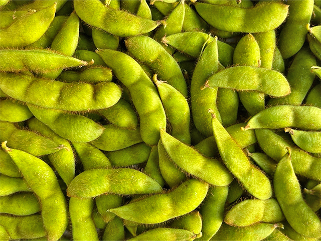 【 2026年産 数量限定 】青森の定番 毛豆 約1kg【9月発送】青森県鰺ヶ沢町産 ※オンライン決済のみ 野菜 枝豆 大粒 甘みが強い 豊かな香り コク ほっくり おつまみ 料理 お弁当 食材 