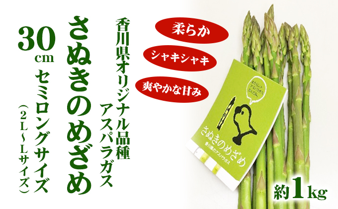 アスパラガス【さぬきのめざめ】30cm セミロングサイズ 1kg 野菜 