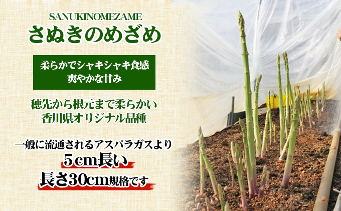 アスパラガス【さぬきのめざめ】30cm セミロングサイズ 1kg 野菜 