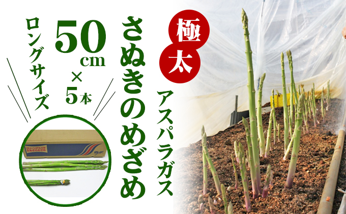 【香川県東かがわ市】極太アスパラガス【さぬきのめざめ】50cm ロングサイズ 5本 野菜 ロングアスパラ レア