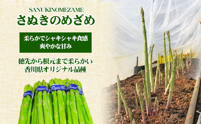 アスパラガス【さぬきのめざめ】Mサイズ1kg 野菜 