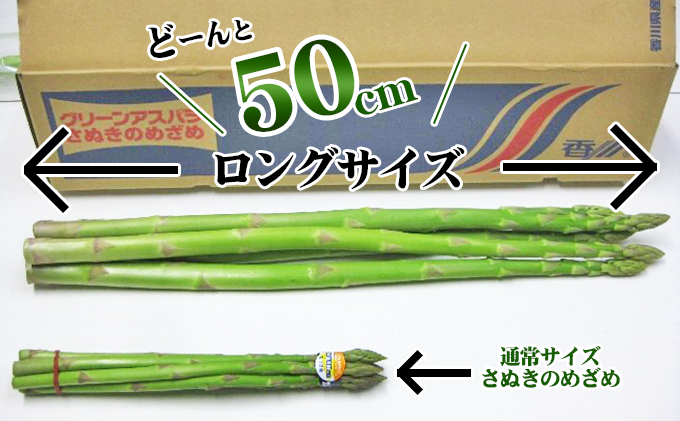 極太アスパラガス【さぬきのめざめ】50cm ロングサイズ 5本 野菜 ロングアスパラ レア 