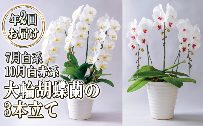 大輪胡蝶蘭の3本立ての年2回お届け（7月：白系、10月：白赤系）胡蝶蘭 花 ギフト プレゼント お祝い 贈り物  インテリア 植物 