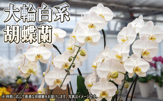 赤平長持ち胡蝶蘭白花大輪3本立て（36輪以上）胡蝶蘭 花 ギフト プレゼント お祝い 贈り物  インテリア 植物 
