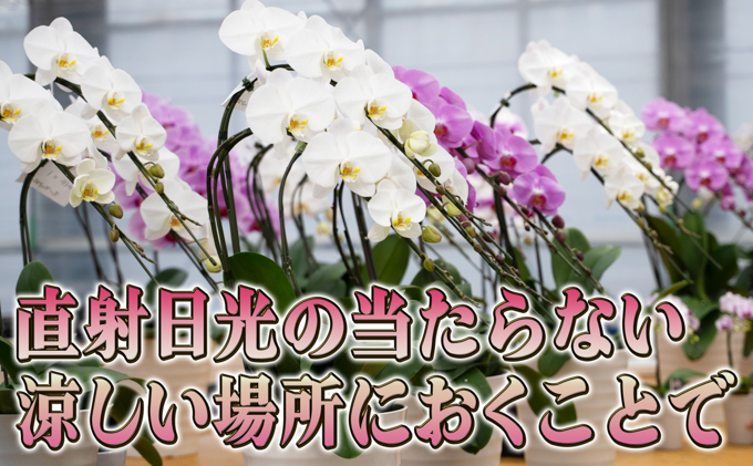 北海道赤平市のふるさと納税 大輪ピンク系胡蝶蘭1本立て 胡蝶蘭 花 ギフト プレゼント お祝い 贈り物  インテリア 植物